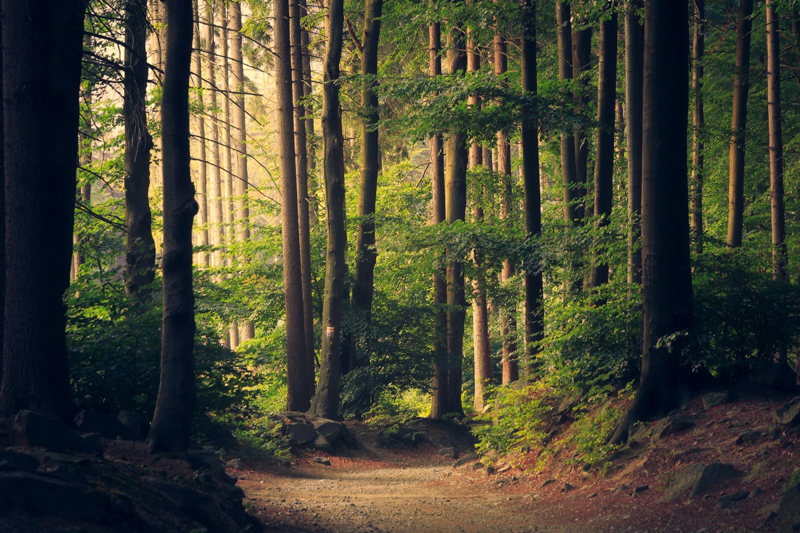Dense forest representing carbon sequestration and clean air